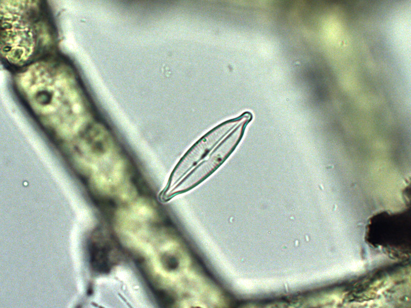 Prima alga osservata